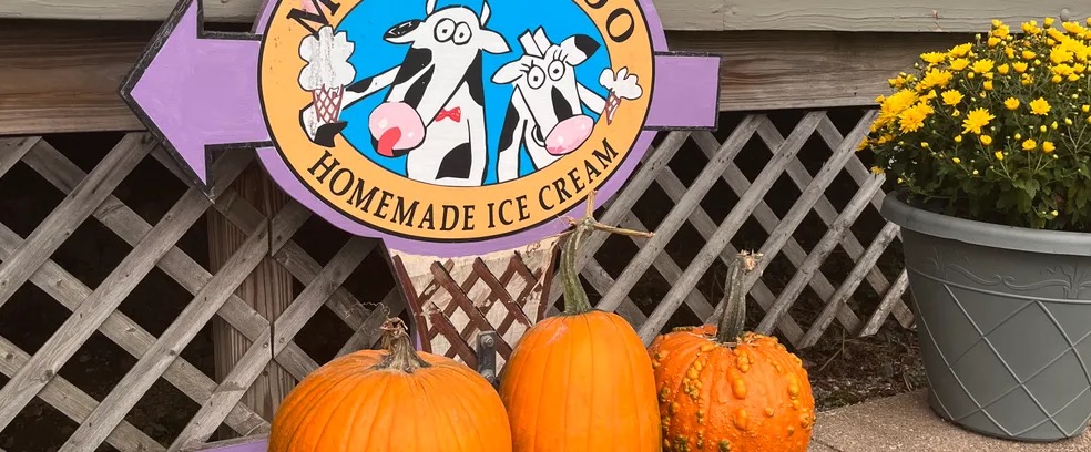 The Morton’s Moo arrow sign above pumpkins and yellow mums